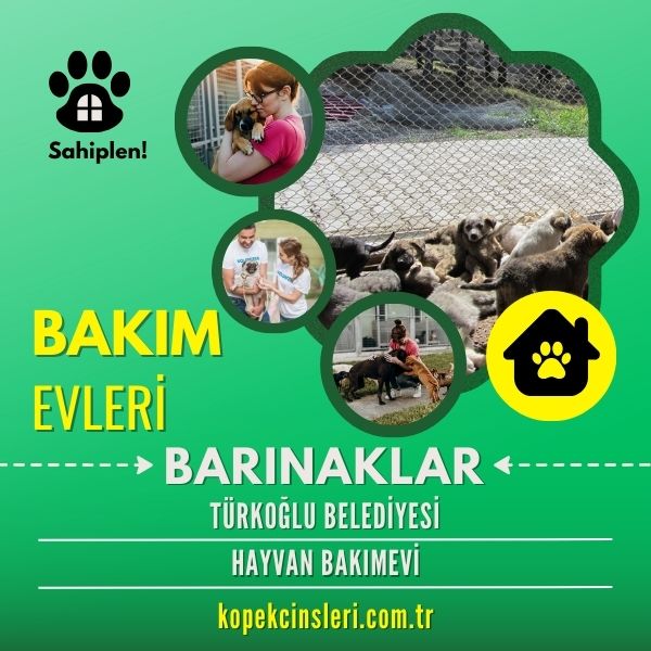 Türkoğlu Belediyesi Hayvan Bakımevi