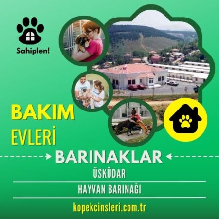 Üsküdar Hayvan Barınağı