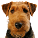 Welsh Terrier