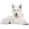 White Shepherd