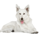 White Shepherd