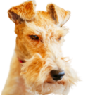 Wire Fox Terrier