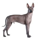 Xoloitzcuintle