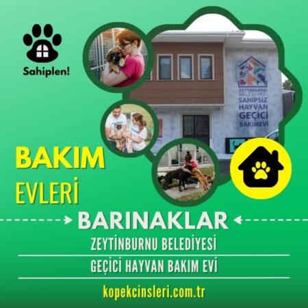 Zeytinburnu Belediyesi Geçici Hayvan Bakım Evi