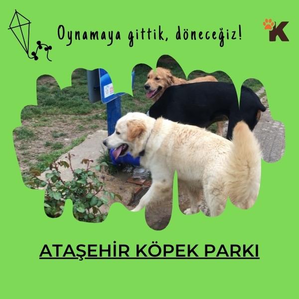 Ataşehir Köpek Parkı