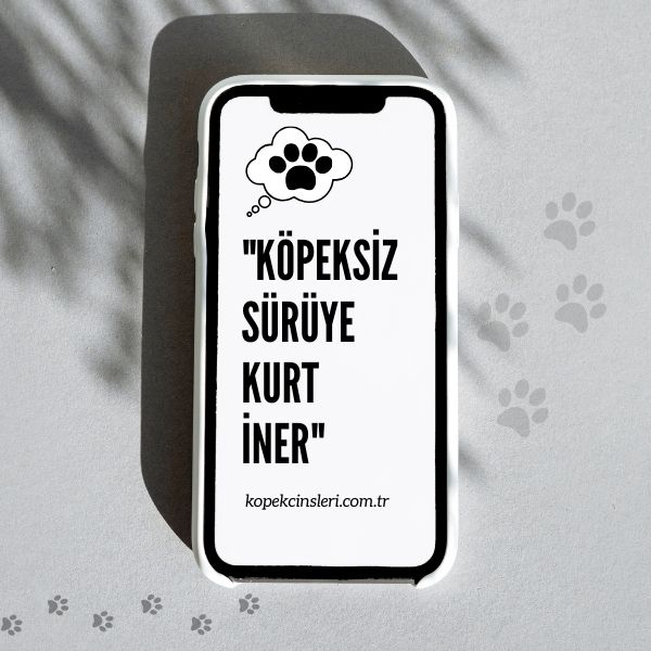 Köpeksiz Sürüye Kurt İner