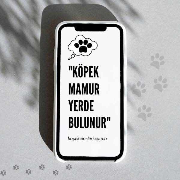 Köpek Mamur Yerde Bulunur - Köpek İle İlgili Sözler