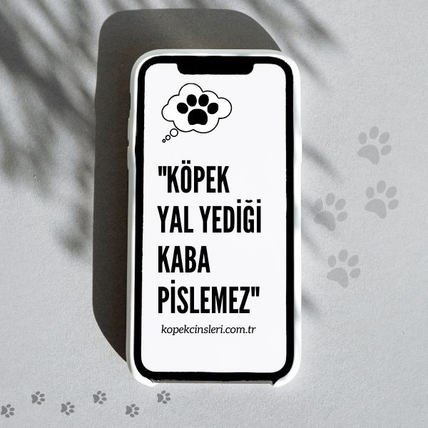 Köpek Yal Yediği Kaba Pislemez