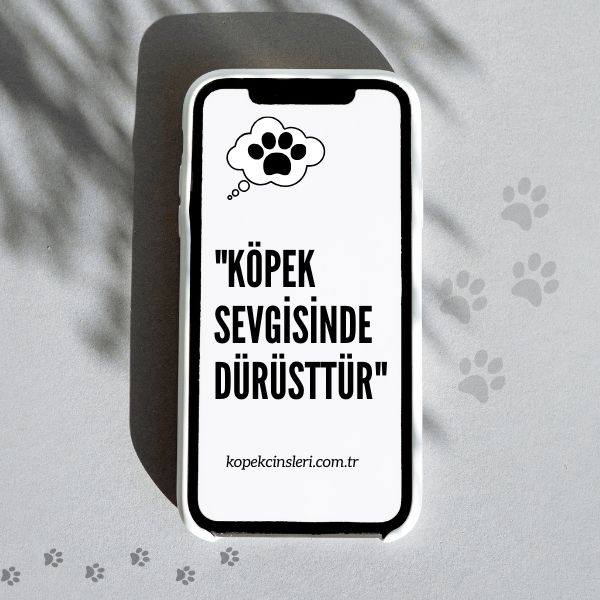 Köpek Sevgisinde Dürüsttür - Köpek İle İlgili Sözler