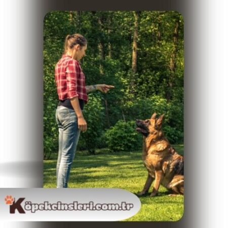 Köpeklerde Davranış Bozuklukları Eğitimi