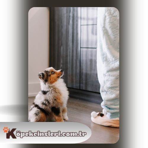 Köpeklerde davranış bozuklukları eğitimi 