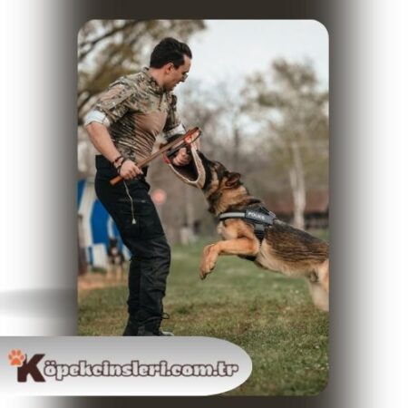 Köpeklerde Agresyon Eğitimi