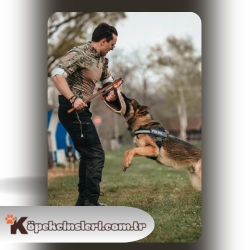 Köpeklerde agresyon eğitimi