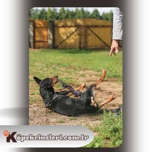 Köpeklerde agresyon eğitimi