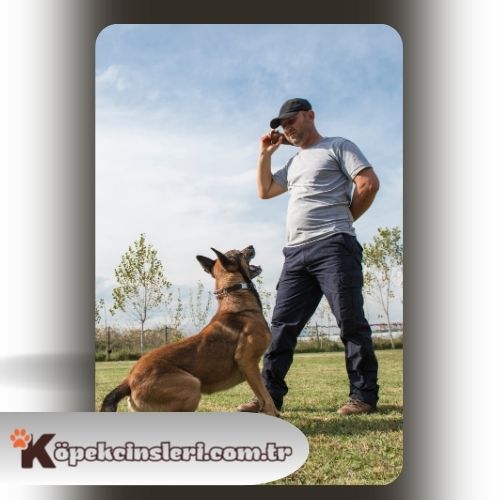 Köpeklerde Bodyguard eğitimi