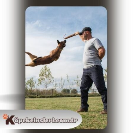 Köpeklerde Bodyguard Eğitimi