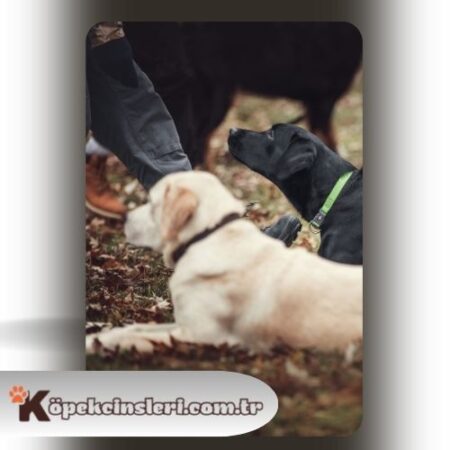 Köpeklerde Box Eğitimi