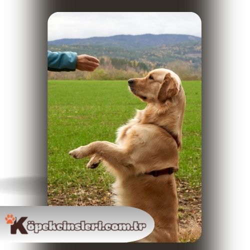 Köpeklerde box eğitimi