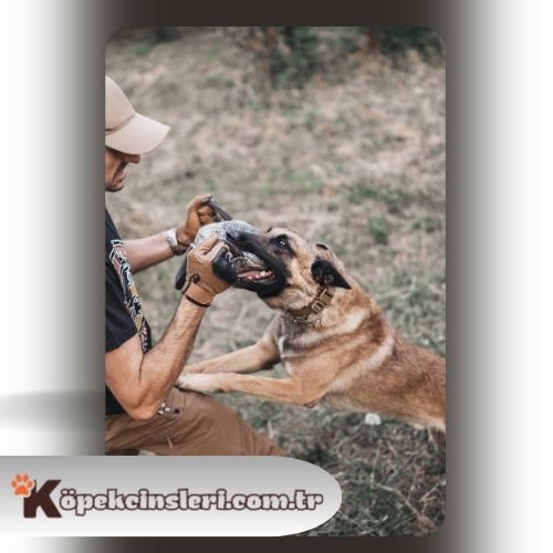 Köpeklerde box eğitimi