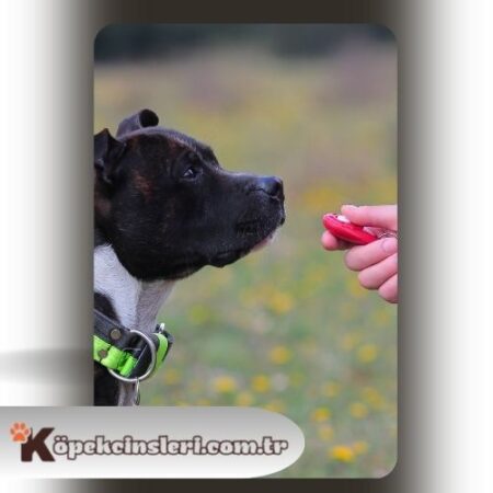 Köpeklerde Clicker Eğitimi