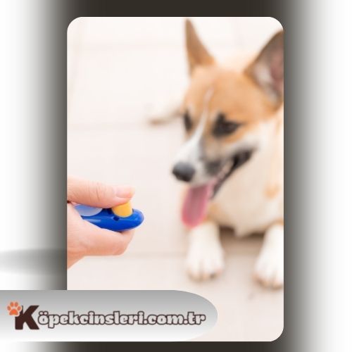 Köpeklerde clicker eğitimi