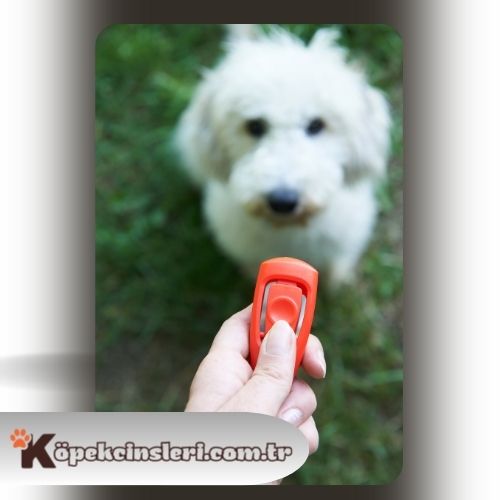 Köpeklerde clicker eğitimi