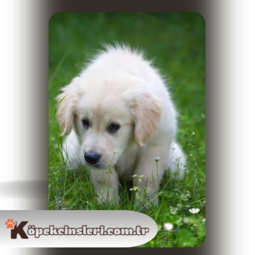 Köpeklerde Dışarıda Tuvalet Eğitimi