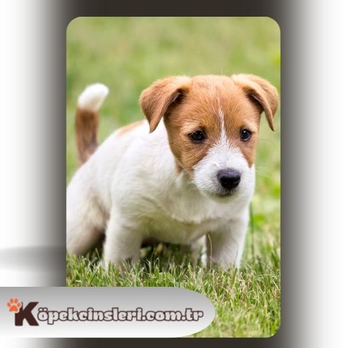 Köpeklerde dışarıda tuvalet eğitimi