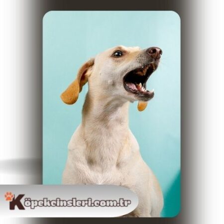 Köpeklerde Havlamama Eğitimi