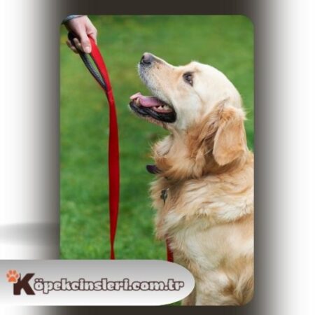 Köpeklerde İleri İtaat Eğitimi Nedir?