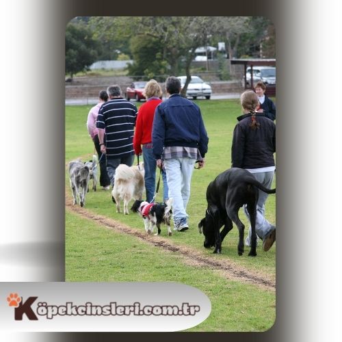 Köpeklerde ileri itaat eğitimi nedir