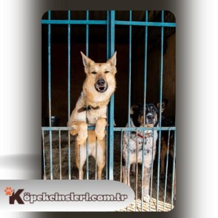 Köpeklerde Kafes Eğitimi