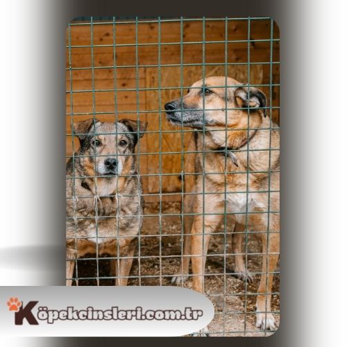 Köpeklerde kafes eğitimi