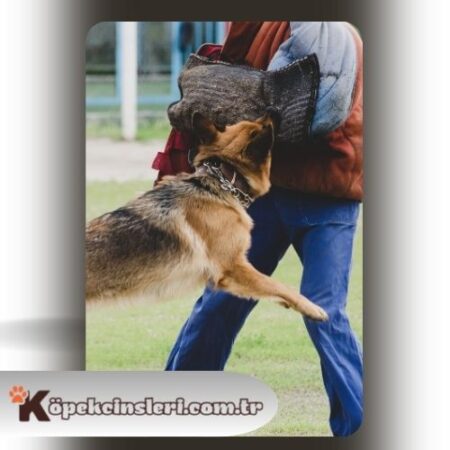 Köpeklerde Koruma Eğitimi Nasıl Verilir?