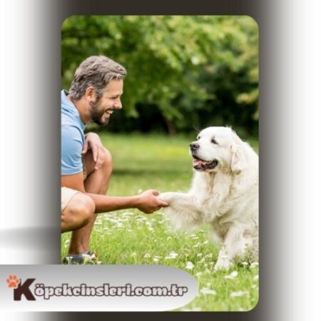 Köpeklerde Liderlik Eğitimi