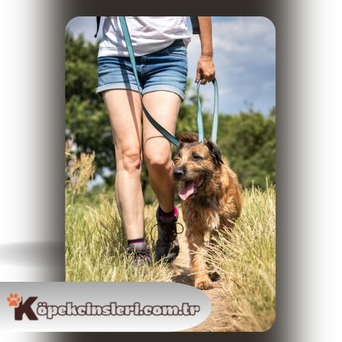 Köpeklerde liderlik eğitimi