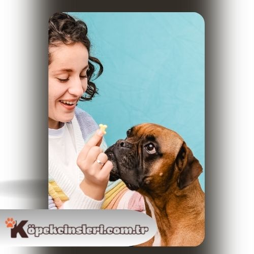 Köpeklerde liderlik eğitimi