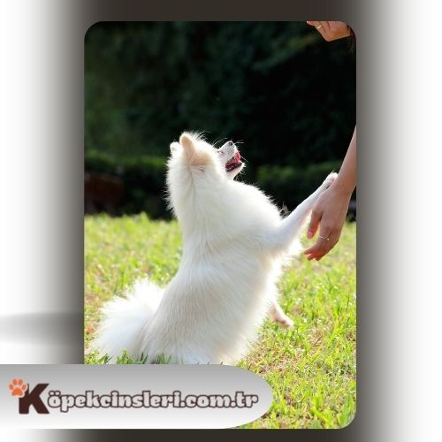 Köpeklerde otur kalk eğitimi