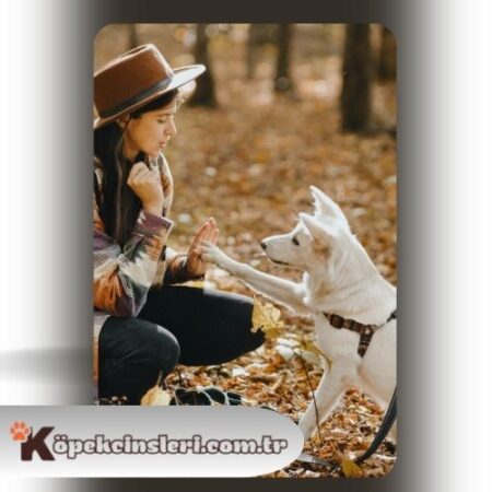 Köpeklerde Pati Ver Eğitimi