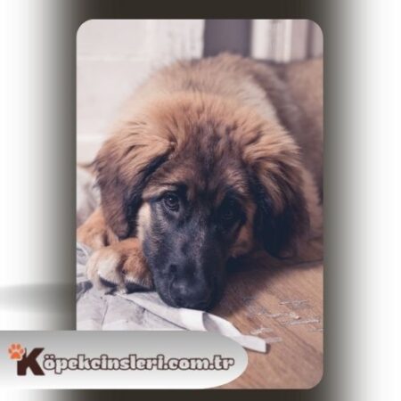 Köpeklerde Ped Eğitimi