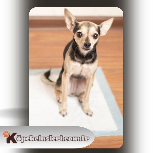 Köpeklerde ped eğitimi