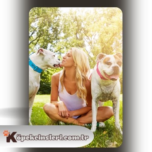 Köpeklerde sosyalizasyon eğitimi