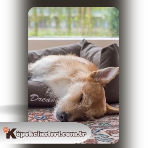 Köpeklerde uyku eğitimi