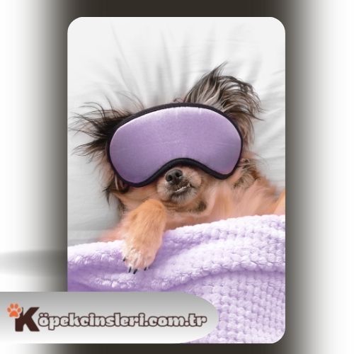 Köpeklerde uyku eğitimi