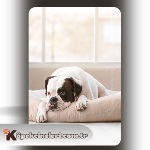 Köpeklerde Yalnız Kalma Eğitimi