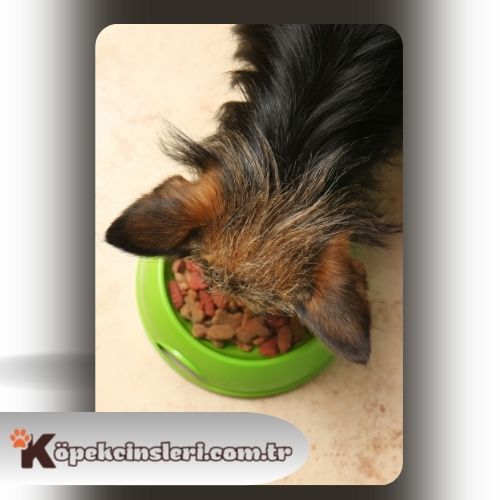 Köpeklerde Yemek Eğitimi