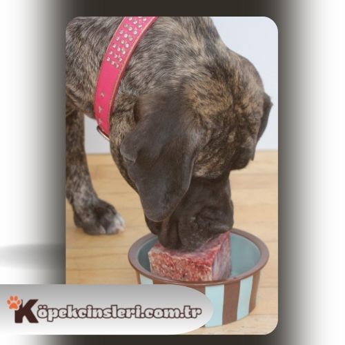 Köpeklerde Yemek Eğitimi