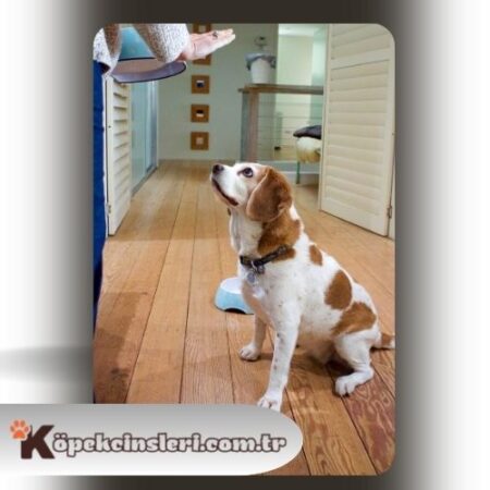 Köpeklerde Yemek Eğitimi