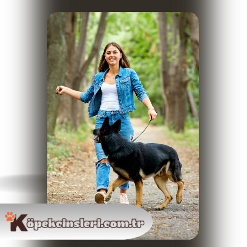 Köpeklerde Yürüme Eğitimi