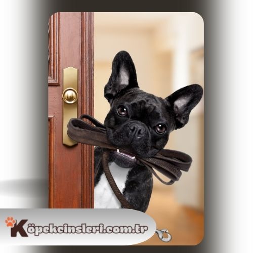 Köpeklerde Yürüme Eğitimi